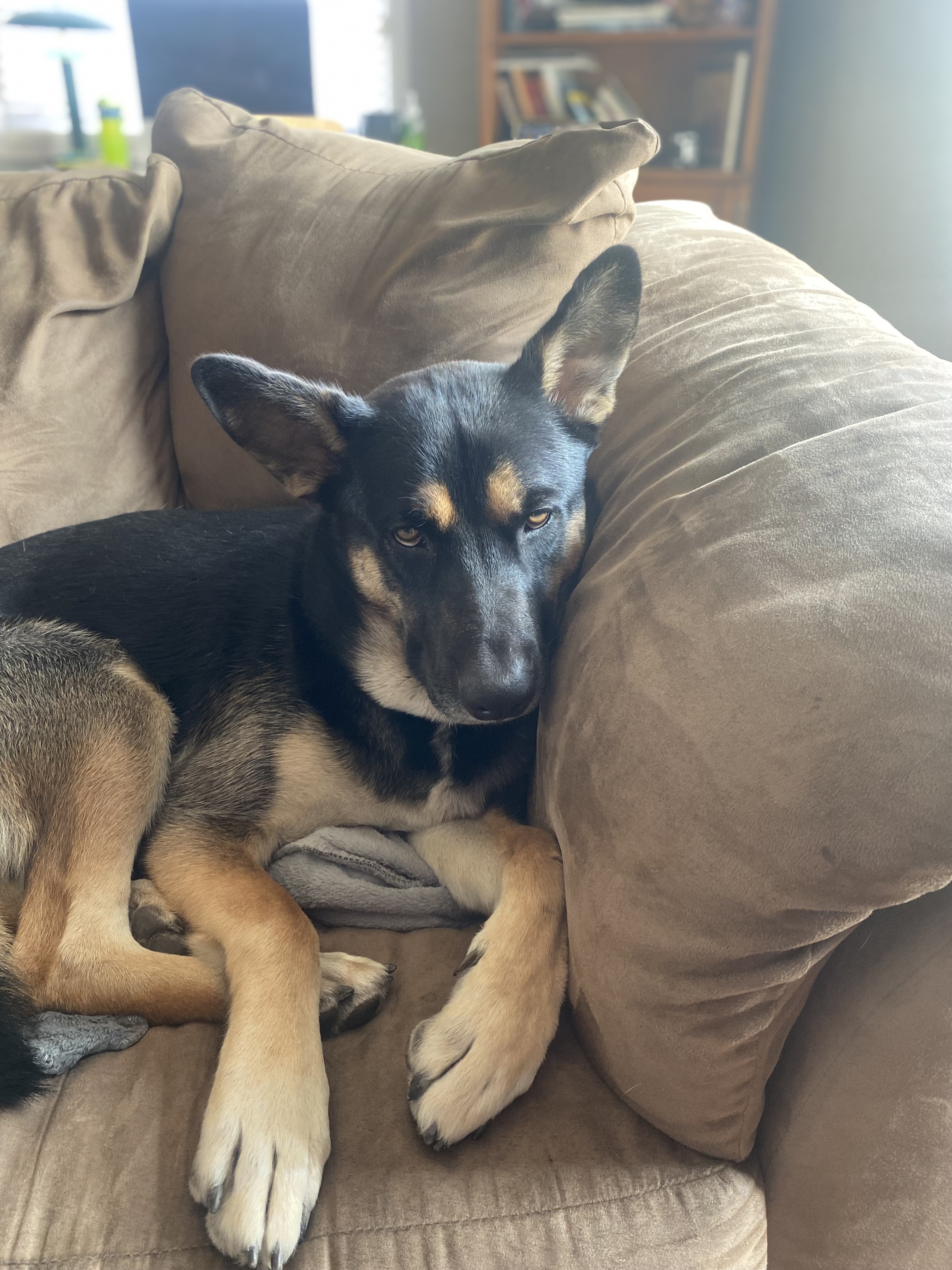 A photo of Jacob's Dog, Chewie Sitting Lazy on the Couch